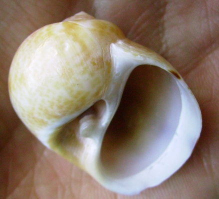 Naticidae